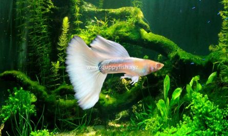 albino-guppy-fish