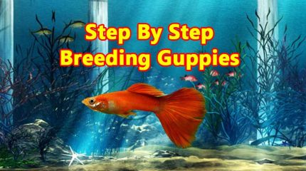 8 Easy Steps For Breeding Guppies Like A Pro