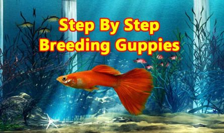 guppy-fish-breeding