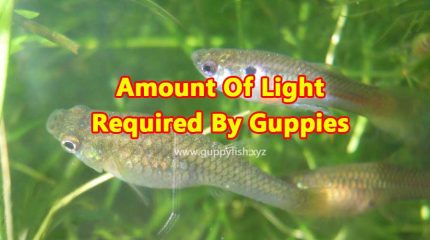 How Much Amount Of Light Is Required By Guppies?