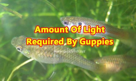 guppy-fish-light-requirements
