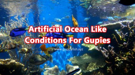 How To Simulate Ocean Like Artificial Temperature Conditions For Guppies ?