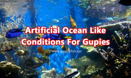 artificial-ocean-like-conditions-for-guppies