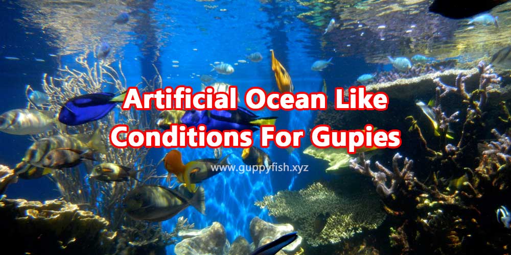artificial-ocean-like-conditions-for-guppies