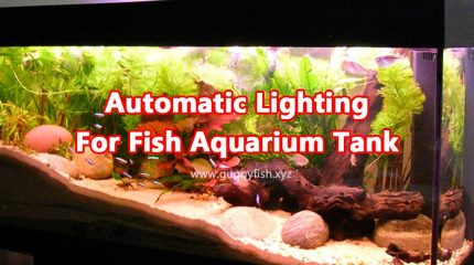 Best Automatic Lights & Lamps For Your Guppies Tank