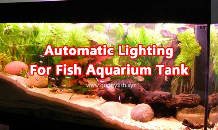 automatic-lighting-for-fish-aquarium-tank