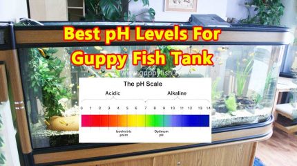 What Is The Best pH Level Of Water For Guppy Fish ?