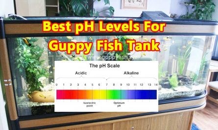 ph-levels-for-guppies-aquarium-tank