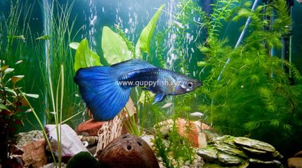 Blue Guppy Fish – Everything You Need To Know