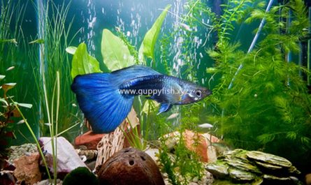 blue-guppy-fish