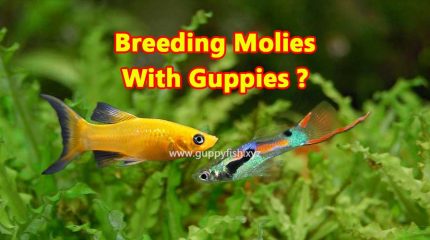 Is It Possible To Breed Mollies With Guppies?