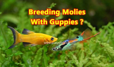 breeding-molly-fish-with-guppy-fish
