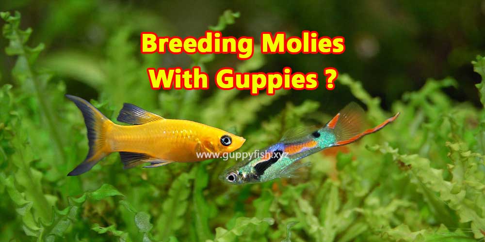 Can molly fish live with guppies?