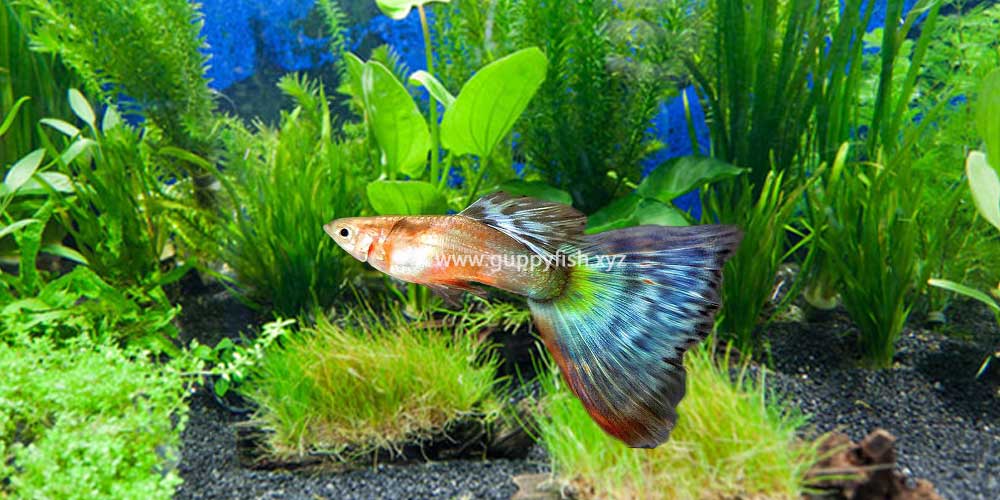 bronze-guppy-fish