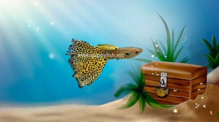 Cobra Guppy Fish – Everything You Need To Know