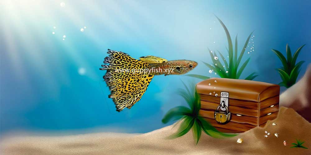 cobra-guppy-fish