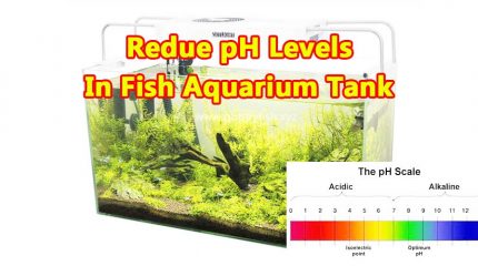 6 Easy Steps Reduce pH Levels In A Fish Aquarium Tank
