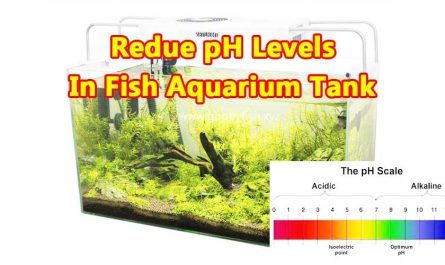 decrease-ph-levels-for-guppies-aquarium-tank