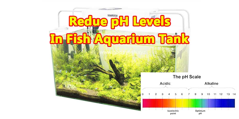 6 Easy Steps Reduce pH Levels In A Fish Aquarium Tank