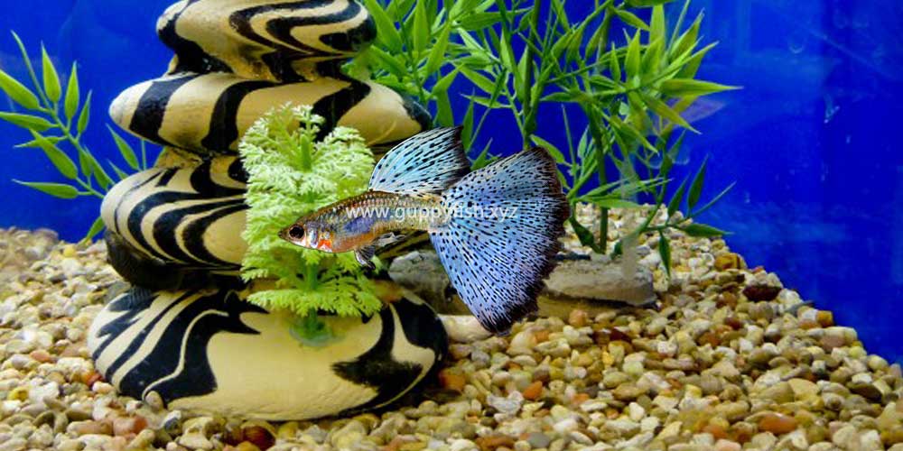 15 Different Type Of Guppies On Basis Of Their Tail Patterns - Guppy Fish