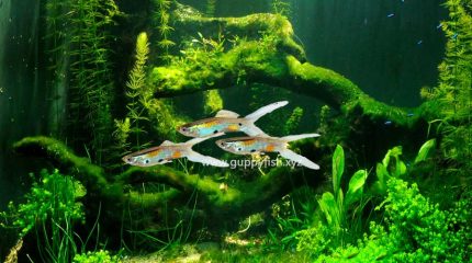 Endler Guppy Fish – Everything You Need To Know