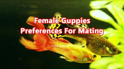 How Female Guppies Prefer Males For Mating ?