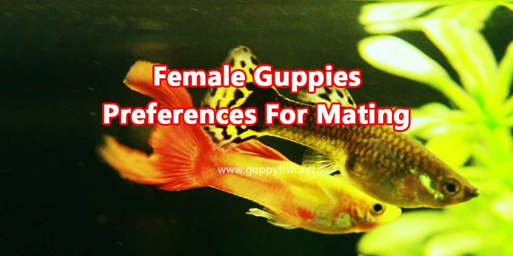 female-guppies-preferences-for-mating
