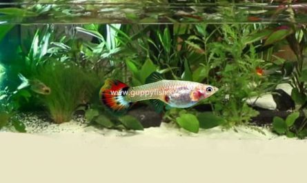 female-guppy-fish