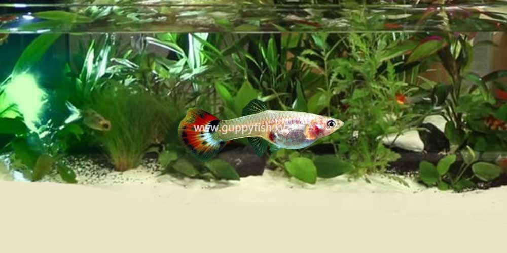 female-guppy-fish