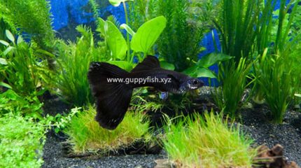 Full Black Moscow Guppy Fish – Everything You Need To Know