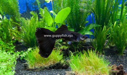 full-black-moscow-guppy-fish