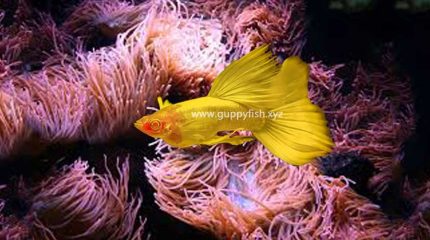 Golden Guppy Fish – Everything You Need To Know
