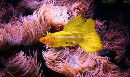 golden-guppy-fish