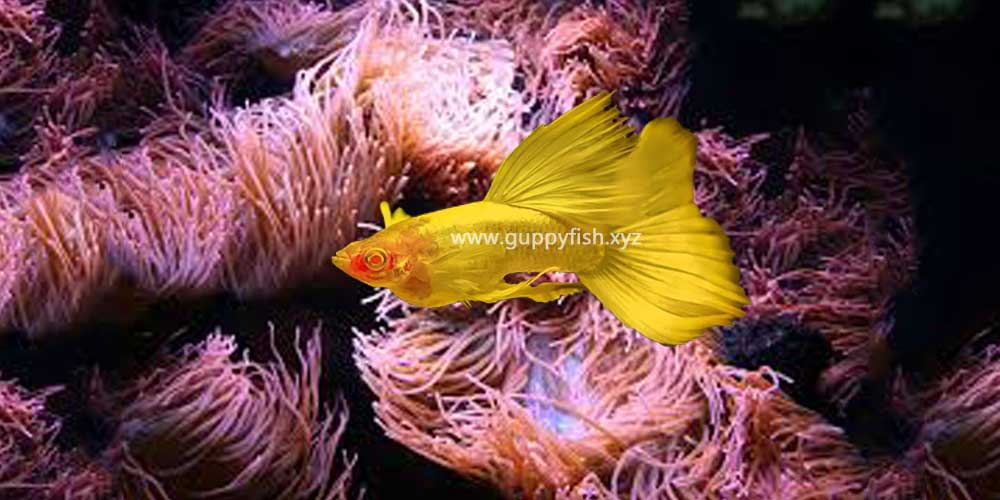 Golden Guppy Fish - Everything You Need To Know - Guppy Fish