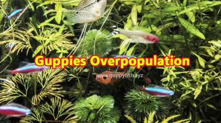3 Simple Steps To Restrict Guppies Overpopulation