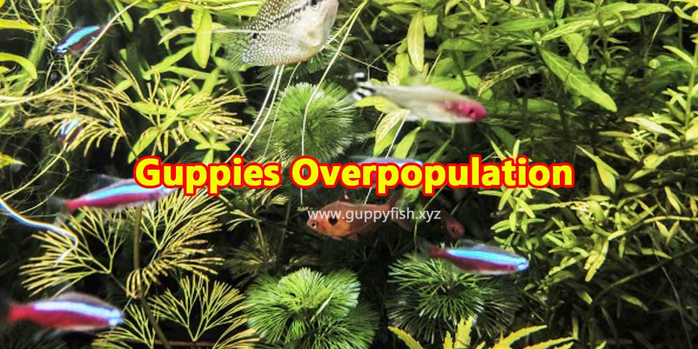 over-populating-guppy-fish