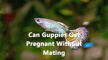 Can Guppies Get Pregnant On Their Own Without Male Mating?