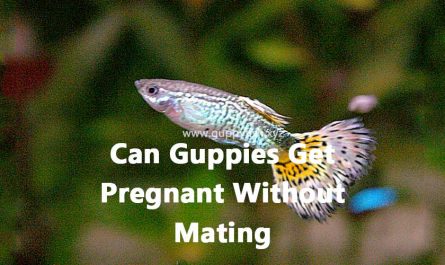 guppies-pregnant-without-mating