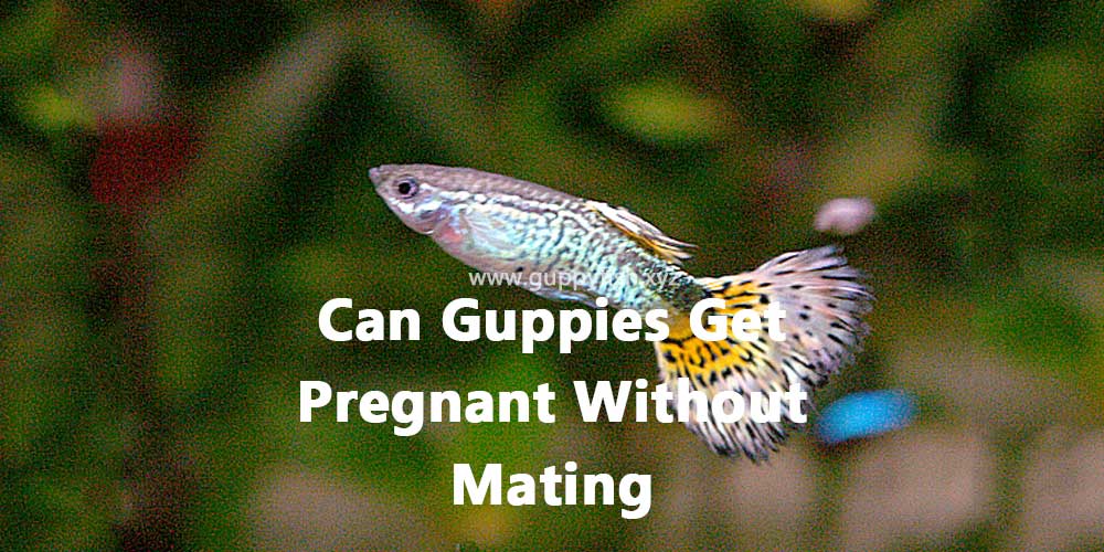 guppies-pregnant-without-mating