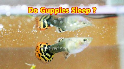 4 Amazing Techniques To Find Out Whether Guppy Fish Is Sleeping Or Not