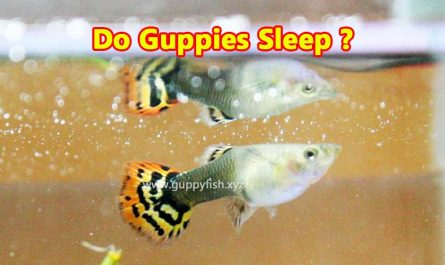 sleeping-guppy-fish