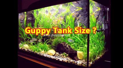 Aquarium Fish Tank Size Calculator For Keeping Guppies Healthy