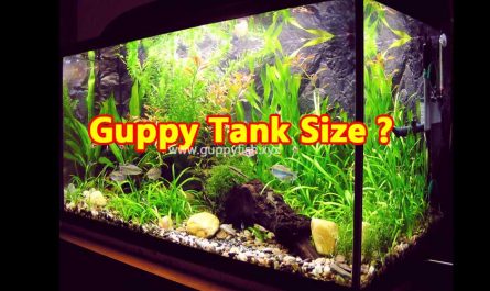 aquarium-tank-size-for-guppy-fish