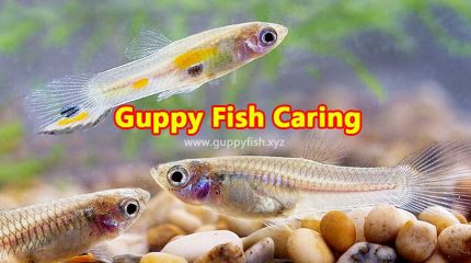 8 Quick Caring Tips For Guppies – Guppy Fish Care Guide