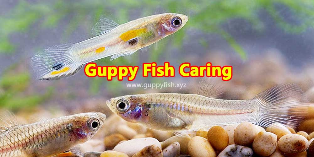 guppy fish care