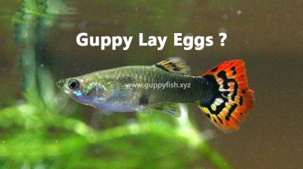 Is It Possible For Guppies To Lay Eggs?