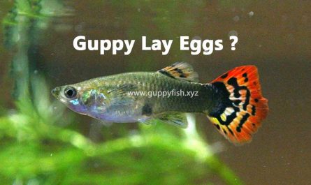 guppies-lay-eggs