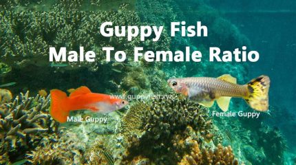 What’s The Best Guppy Male To Female Ratio In Aquarium Fish Tank