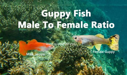 guppy male to female ratio
