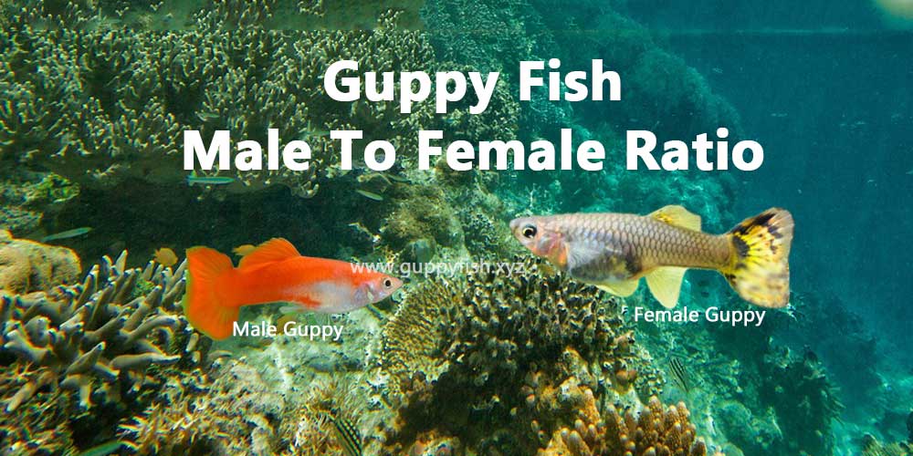 guppy male to female ratio